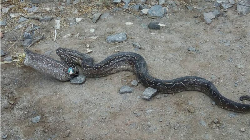 Capturan una lampalagua en Banda de Varela