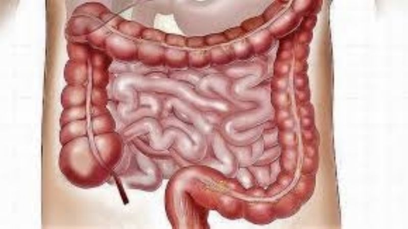 El intestino, del que nadie quiere hablar, pero es nuestro "segundo cerebro"