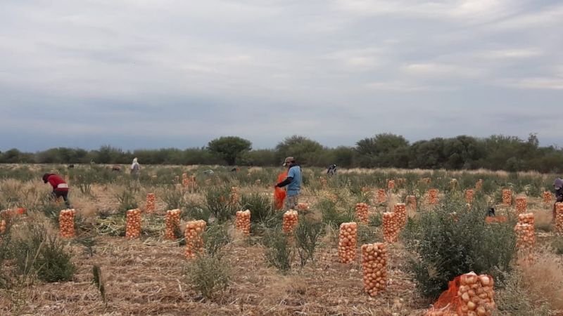 En nuevos operativos, detectaron más trabajadores rurales en negro