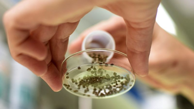 Producen fertilizantes con desechos de yerba mate