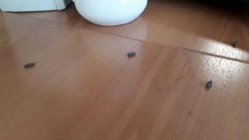 Empleados del INDEC denuncian invasión de cucarachas y ratas