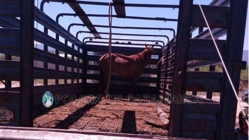 Recuperaron una potranca robada