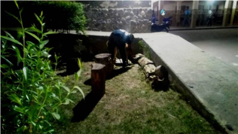 Perros adiestrados encontraron restos de estupefacientes en una escuela