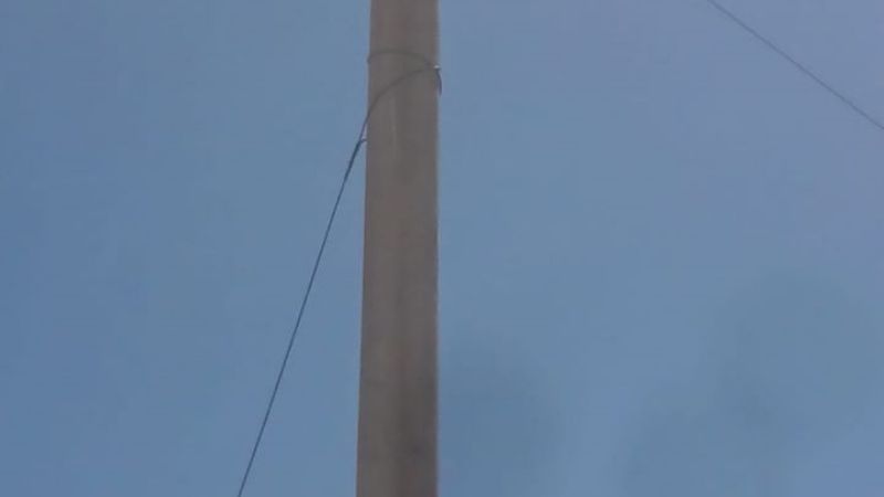 Los animales afectan las líneas y el servicio de energía