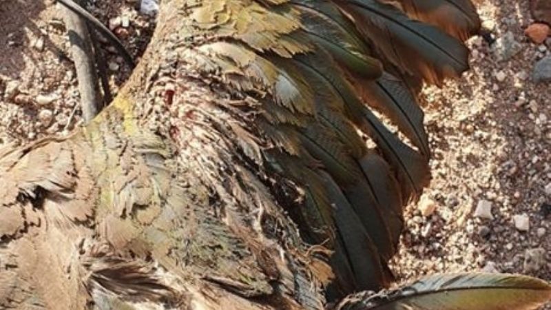 Los animales afectan las líneas y el servicio de energía