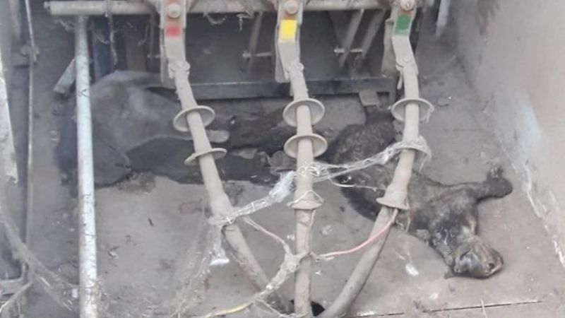 Los animales afectan las líneas y el servicio de energía