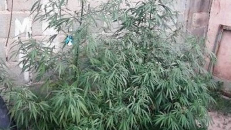 Allanaron una casa por un robo, y encontraron plantas de marihuana