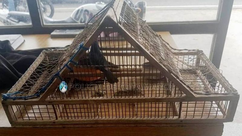 Secuestran un ave canora