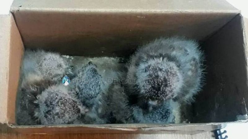 Llevaban en moto pichones de halcón y dos iguanas coloradas muertas