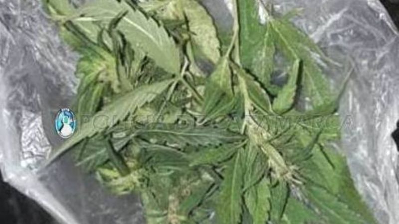 Arrestan a dos personas con hojas de marihuana