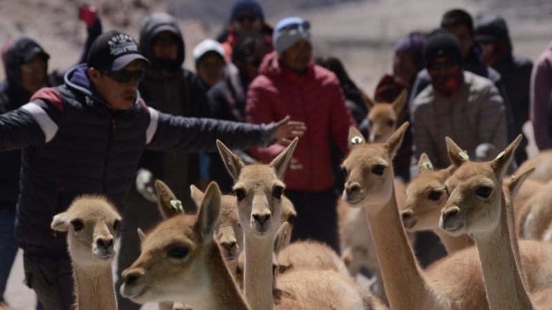 Catamarca con gran productividad en la temporada de esquila de vicuña 2019