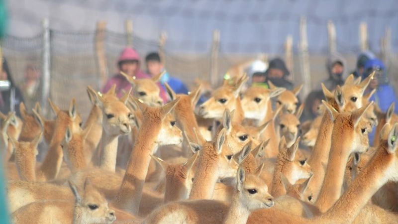 Catamarca con gran productividad en la temporada de esquila de vicuña 2019