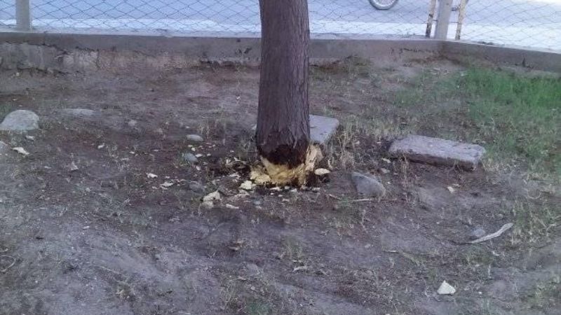 Talaron un algarrobo en la Escuela de Malli y quisieron quemarlo