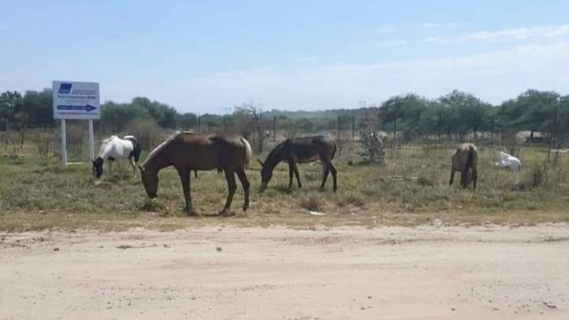 Secuestro y multa por animales sueltos