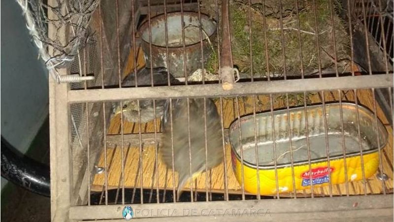 Secuestran dos aves canoras en un puesto caminero de Valle Viejo