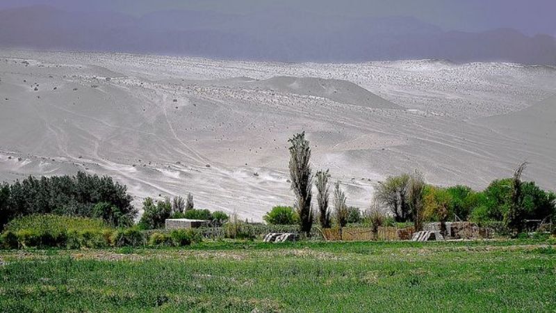 Mujer murió aplastada por un árbol en Medanitos