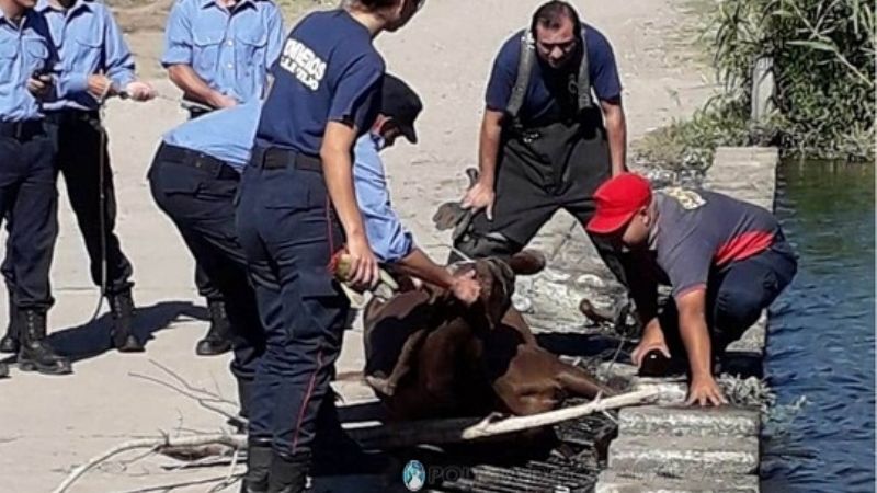 Policías rescataron un caballo