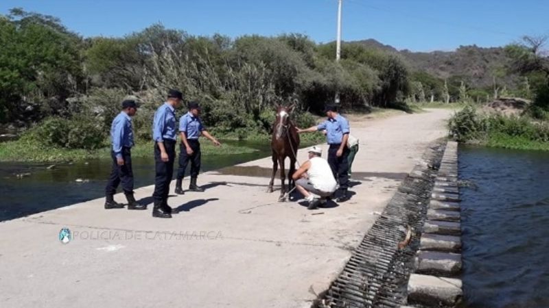 Policías rescataron un caballo