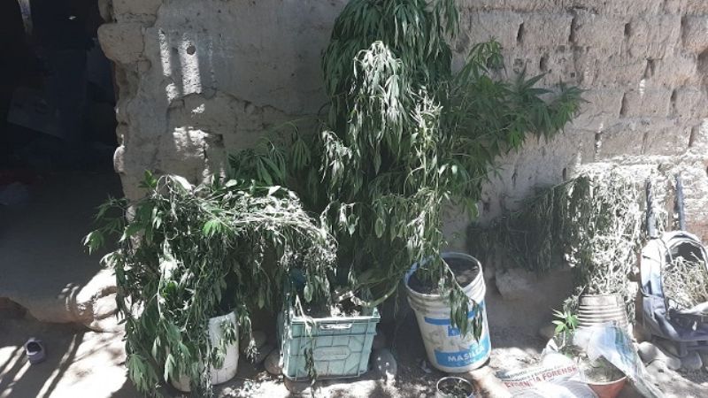 Secuestran 50 plantas de marihuana en Amaicha del Valle