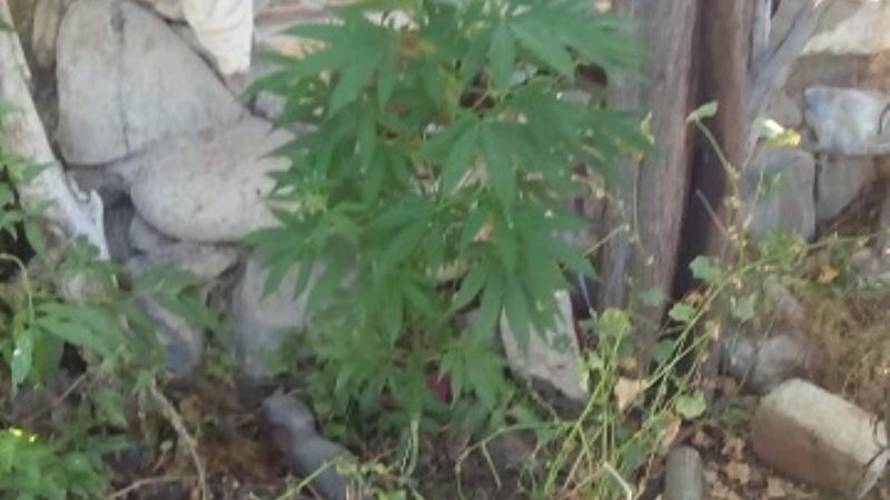 Secuestran 50 plantas de marihuana en Amaicha del Valle