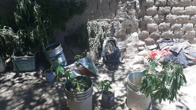 Secuestran 50 plantas de marihuana en Amaicha del Valle