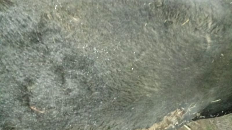 Fuerte choque por un animal en la ruta 20, en La Paz