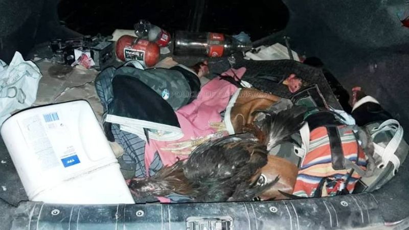 Llevaba tres gallinas y seis gallos de riña en el baúl del auto
