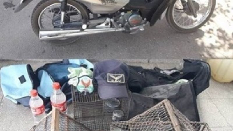 Secuestran aves canoras