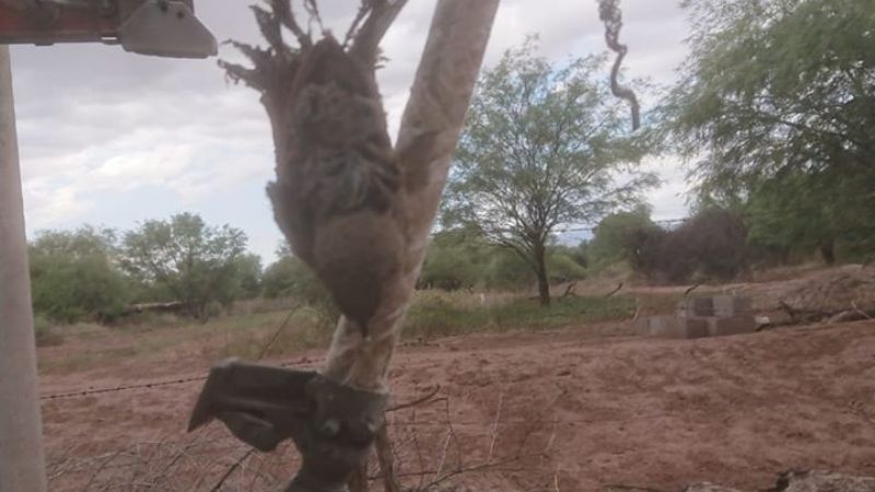 Un ave provocó un cortocircuito y corte de luz