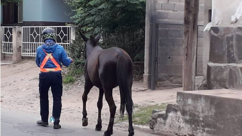 Secuestran un caballo en Fray Mamerto Esquiú