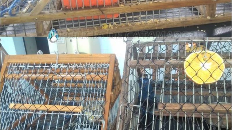 Secuestran aves canoras y tramperas en un puesto caminero de Capayán