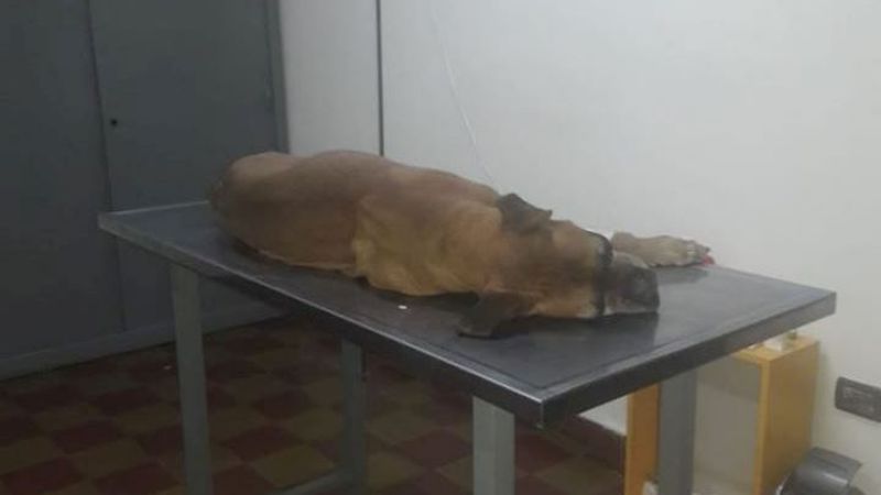 Murió el perrito víctima de la pirotecnia