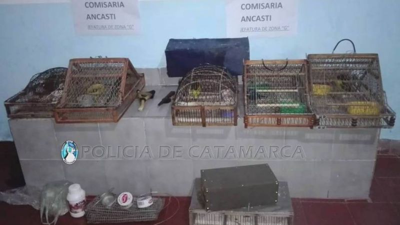 En Ancasti, secuestran aves canoras y aprehenden a cuatro personas