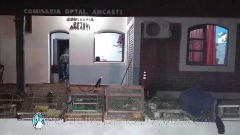 En Ancasti, secuestran aves canoras y aprehenden a cuatro personas