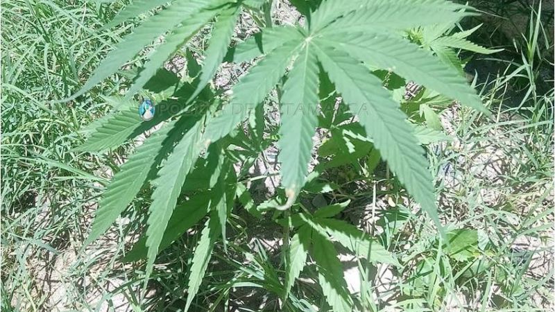 Policías llegaron a una casa por un robo y encontraron plantines de marihuana