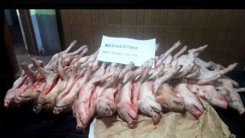 Robaron porcinos, los mataron y policías los encontraron en un freezer