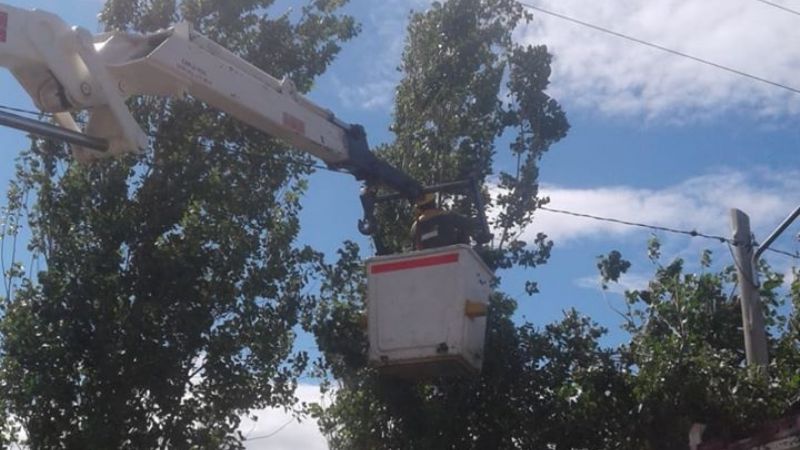 Con la poda, previenen posibles cortes de energía