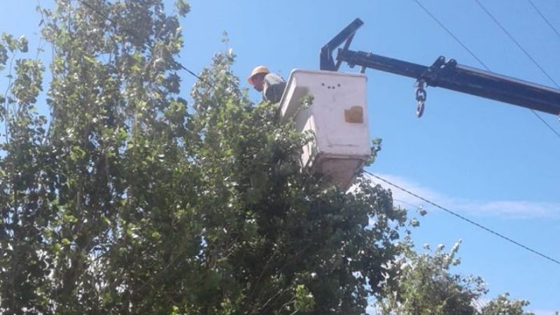 Con la poda, previenen posibles cortes de energía