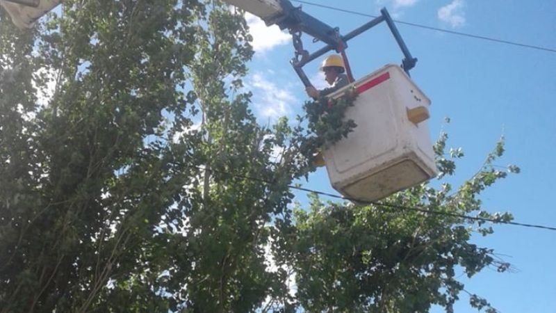 Con la poda, previenen posibles cortes de energía