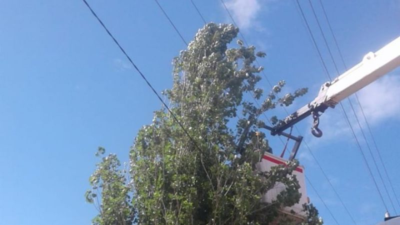 Con la poda, previenen posibles cortes de energía
