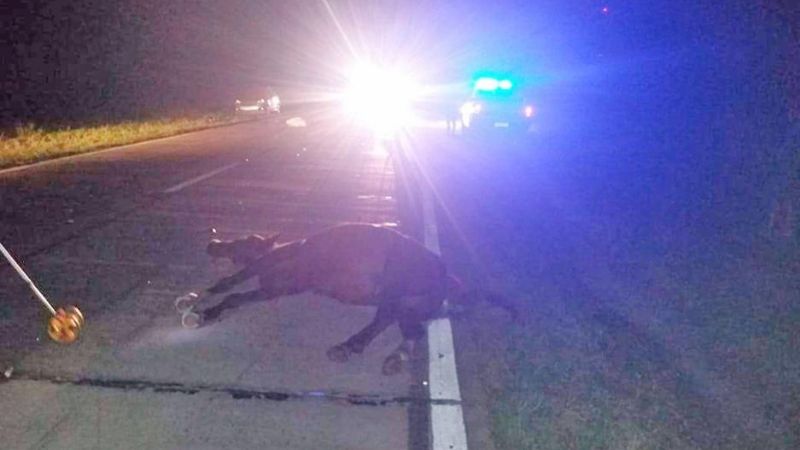 Peregrino murió al chocar un animal y su esposa está grave