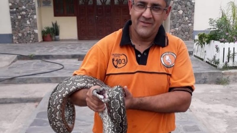 Devuelven a su hábitat, una víbora hallada en Valle Viejo