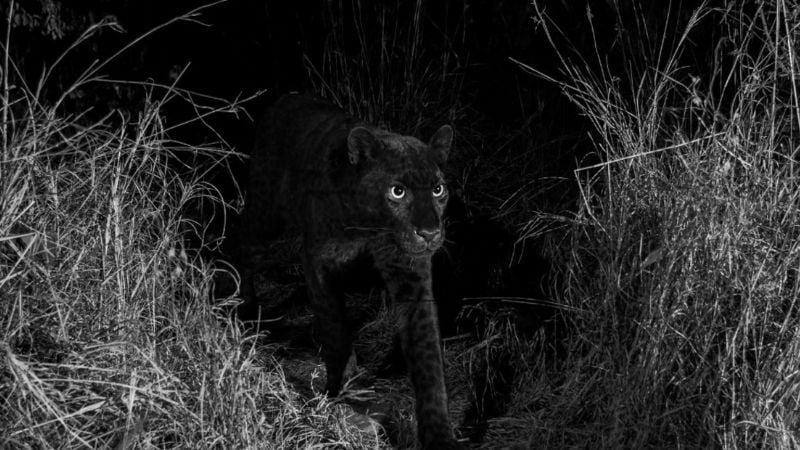 Fotografían a un leopardo negro por primera vez en 100 años