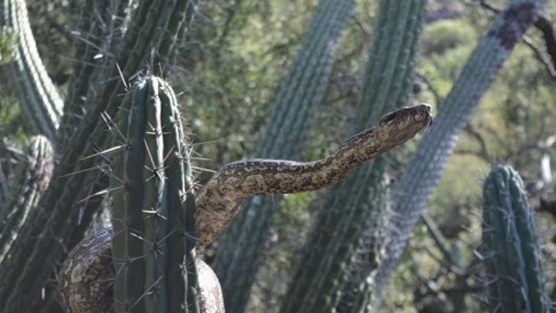 Aclaran que la lampalagua no es venenosa