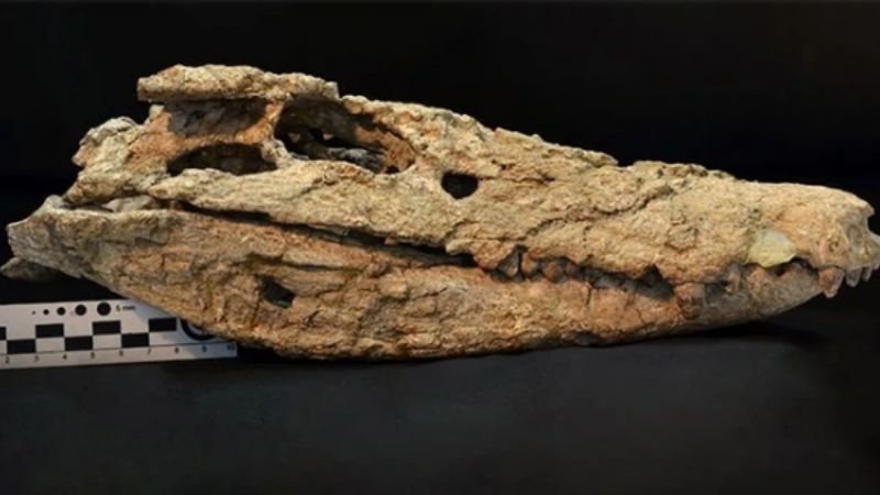 Hallan esqueleto de cocodrilo que habitó en Neuquén hace 70 millones de años