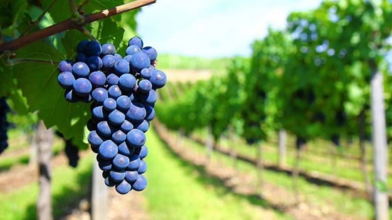 Economías regionales: éstos son los sectores alcanzados por el alivio fiscal