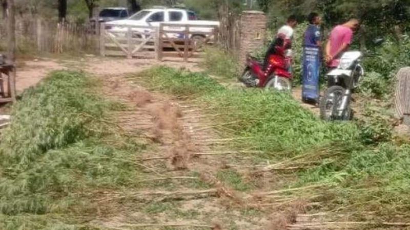 Ex Federal tenía un "jardín" con más de 75 plantas de cannabis en el patio