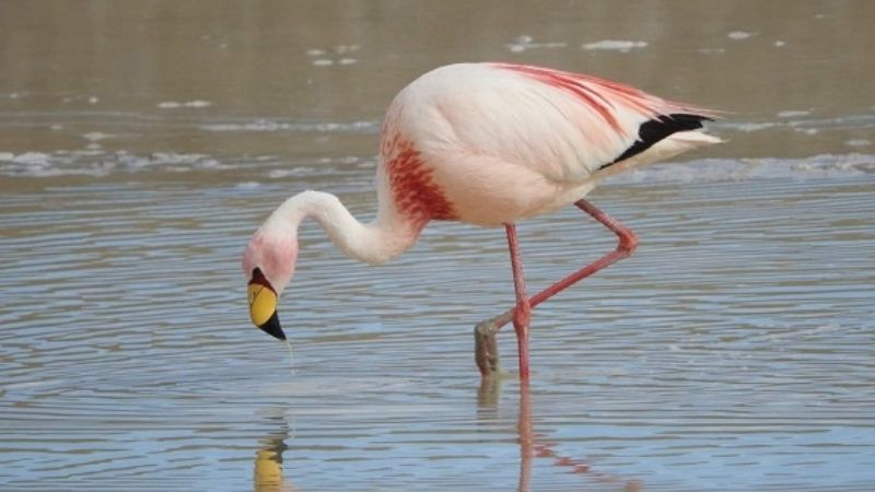 Censo Anual de Flamencos 2019