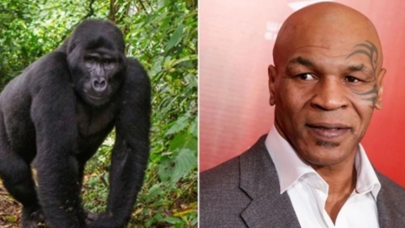 Mike Tyson y el día que quiso pelear con un gorila