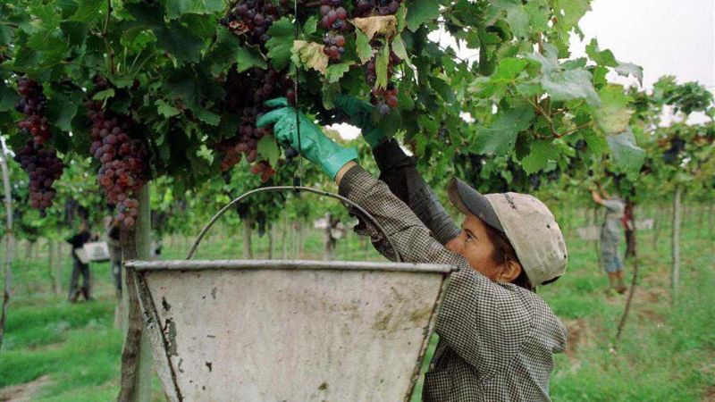 Capacitación en comercio exterior para olivícolas y vitivinícolas